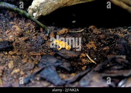 Südamerikanischer, gelber, gebänderter oder gelbköpfiger Giftpfeilfrosch (Dendrobates leucomelas), auch bekannt als Bumblebee-Giftfrosch. Aquarium Genua in Genua, Liguri Stockfoto