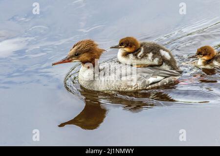 Ein wunderschöner Common Merganser (Goosander) mit einer jungen Küken auf dem Rücken schwimmt flussaufwärts auf dem River Skell in Ripon, North Yorkshire, Großbritannien. Stockfoto