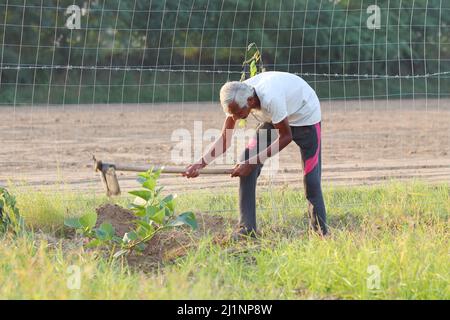 Nahaufnahme eines indischen Senior Farmers, der mit Hilfe einer Schaufel auf dem Feld gräbt Stockfoto