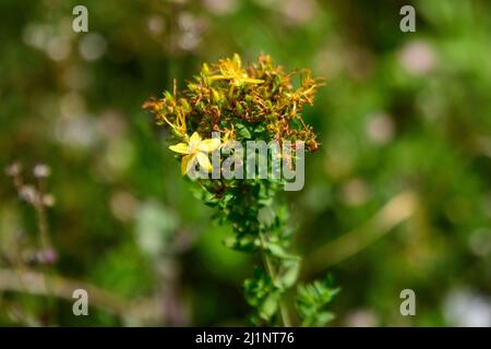 Zarte gelbe Blüten der Hypericum perforatum-Pflanze, allgemein bekannt als Perforat oder Johanniskraut, in einem Garten an einem sonnigen Frühlingstag Stockfoto