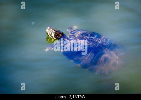 Eine Schildkröte, die an einem sonnigen Sommertag in schmutzigem, grünem Wasser in einem See schwimmt Stockfoto