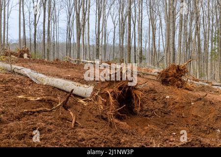 Entfernen Sie Baumwurzel aus dem Schmutz, wenn Sie Waldbaumfläche für die Unterbringung neuer Komplex Stockfoto