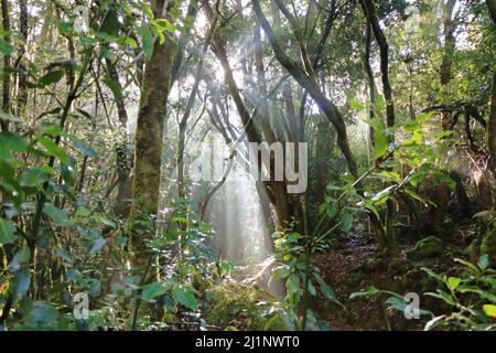 Laurel Wald im Teno Teneriffa, mit Bäumen bedeckt mit Moos Stockfoto