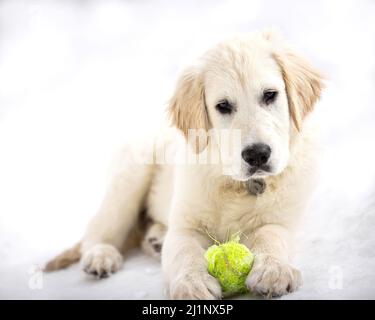 Ein englischer Cream Golden Retriever Welpe im Schnee. Stockfoto