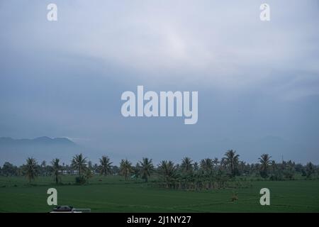 Die Aussicht auf Reisfelder am Morgen mit wunderschönem Morgentau Stockfoto