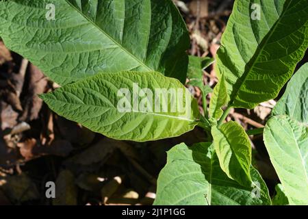 Nicotiana rustica, allgemein bekannt als Azteken- oder Starktabak, ist eine Regenwaldpflanze aus der Familie der Solanaceae. Stockfoto