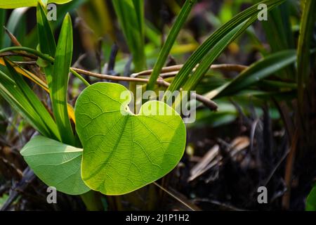 Nahaufnahme von Aritolochia ringens Vahl grünes Blatt, das allgemein als Pelikane bekannt ist. Stockfoto