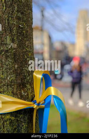 Blaues und gelbes Band, die Farben der Ukraine-Flagge, gebunden auf einem Baum auf dem College Green, Bristol. Stockfoto