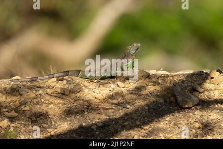 Ctenosaur (Ctenosuara similis) auch bekannt als Black Iguana Stockfoto