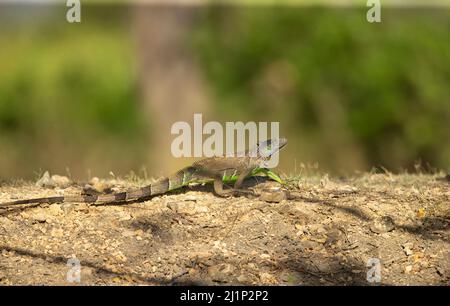 Ctenosaur (Ctenosuara similis) auch bekannt als Black Iguana Stockfoto