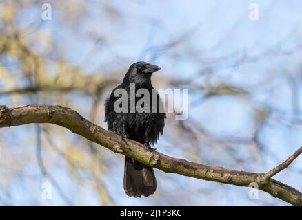 Nahaufnahme einer Carrion-Krähe, die auf einem Baumzweig thront, Großbritannien. Stockfoto