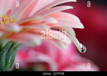 Wassertropfen Auf Rosa Gerbera-Blütenblatt Stockfoto