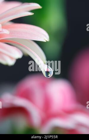 Wassertropfen Auf Rosa Gerbera-Blütenblatt Stockfoto