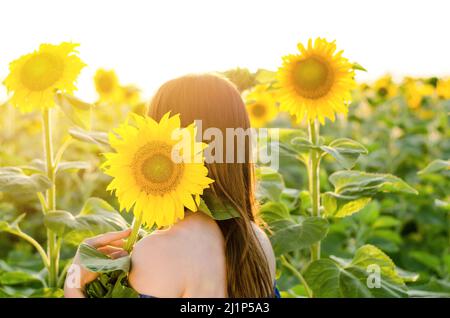 Frau in einem Feld von Sonnenblumen. Die junge Frau steht mit dem Rücken zur Kamera und versteckt sich hinter einer Sonnenblumenblume Stockfoto