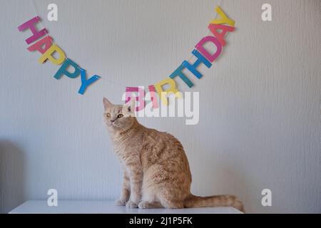 Portrait einer flauschigen Ingwer-Katze, die auf einer Kommode sitzt und mit dem Schriftzug Happy Birthday im Hintergrund wegschaut Stockfoto