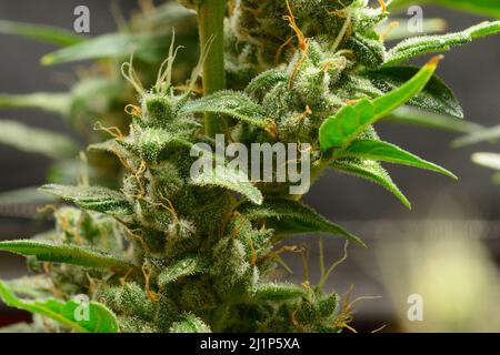 Cannabisknospen Kabul blühende Blüten, Trichome im Blütenstand der Pflanze sichtbar Stockfoto