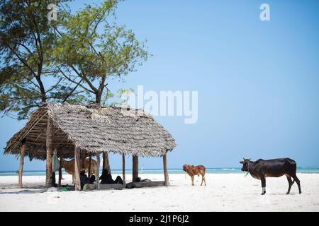 Sansibar City, Tansania-Januar 02,2019: Kühe von lokalen Bauernhöfen durchstreifen die Strände der Insel Sansibar frei. Stockfoto