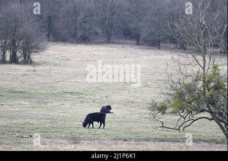 Das Heck-Rind (Bos primigenius f.stier) im Lainzer Tiergarten ist eines von mehreren aurochsenähnlichen Rindern Stockfoto