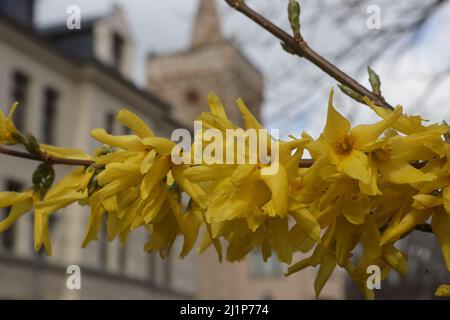 Aschersleben, Deutschland. 27. März 2022. Gelbe Blüte die Forsythie im Stadtzentrum von Aschersleben. Bei strahlendem Sonnenschein und warmen Temperaturen konnten viele Besucher den Frühling genießen. Quelle: Matthias Bein/dpa-Zentralbild/ZB/dpa/Alamy Live News Stockfoto