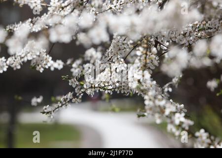 Aschersleben, Deutschland. 27. März 2022. In einem Stadtpark in Herrenbreite öffnen sich Obstblüten. Strahlender Sonnenschein und warme Temperaturen ließen viele Besucher den Frühling genießen. Quelle: Matthias Bein/dpa-Zentralbild/ZB/dpa/Alamy Live News Stockfoto