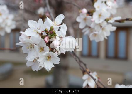 Aschersleben, Deutschland. 27. März 2022. In einem Stadtpark in Herrenbreite öffnen sich Obstblüten. Strahlender Sonnenschein und warme Temperaturen ließen viele Besucher den Frühling genießen. Quelle: Matthias Bein/dpa-Zentralbild/ZB/dpa/Alamy Live News Stockfoto