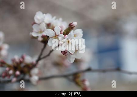 Aschersleben, Deutschland. 27. März 2022. In einem Stadtpark in Herrenbreite öffnen sich Obstblüten. Strahlender Sonnenschein und warme Temperaturen ließen viele Besucher den Frühling genießen. Quelle: Matthias Bein/dpa-Zentralbild/ZB/dpa/Alamy Live News Stockfoto