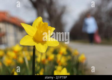 Aschersleben, Deutschland. 27. März 2022. In einem Stadtpark in Herrenbreite blühen leuchtend gelbe Narzissen oder auch Narzissen genannt. Bei strahlendem Sonnenschein und warmen Temperaturen konnten viele Besucher den Frühling genießen. Quelle: Matthias Bein/dpa-Zentralbild/ZB/dpa/Alamy Live News Stockfoto
