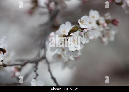Aschersleben, Deutschland. 27. März 2022. In einem Stadtpark in Herrenbreite öffnen sich Obstblüten. Strahlender Sonnenschein und warme Temperaturen ließen viele Besucher den Frühling genießen. Quelle: Matthias Bein/dpa-Zentralbild/ZB/dpa/Alamy Live News Stockfoto