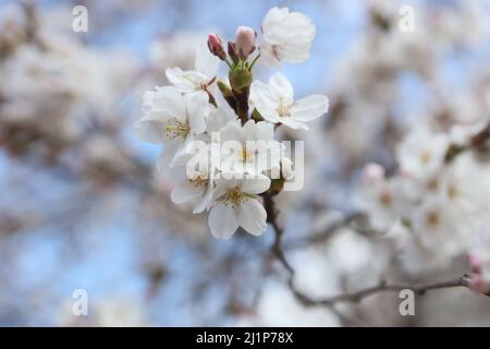 Aschersleben, Deutschland. 27. März 2022. In einem Stadtpark in Herrenbreite öffnen sich Obstblüten. Strahlender Sonnenschein und warme Temperaturen ließen viele Besucher den Frühling genießen. Quelle: Matthias Bein/dpa-Zentralbild/ZB/dpa/Alamy Live News Stockfoto