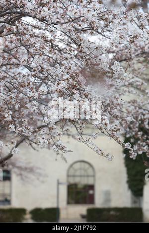 Aschersleben, Deutschland. 27. März 2022. In einem Stadtpark in Herrenbreite öffnen sich Obstblüten. Strahlender Sonnenschein und warme Temperaturen ließen viele Besucher den Frühling genießen. Quelle: Matthias Bein/dpa-Zentralbild/ZB/dpa/Alamy Live News Stockfoto