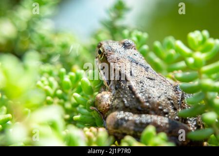 Ein brauner Frosch sitzt in grünen Pflanzen, Blick auf den Sommer Stockfoto