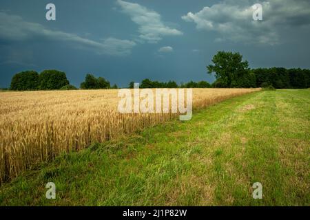 Kornfeld neben der Wiese und bewölktem Himmel, Nowiny, Polen Stockfoto