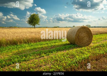 Ein Heuballen liegt neben einem Getreidefeld und ein einsamer Baum in der Ferne, Blick auf den Sommer Stockfoto