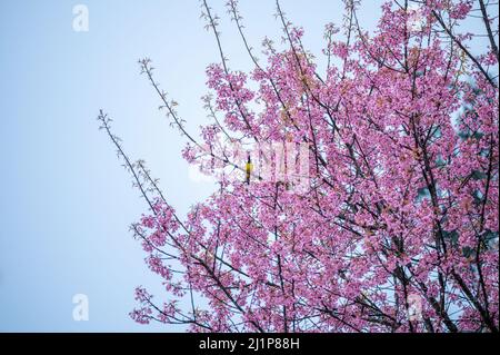 Ein kleiner gelber Vogel hängt am Wild Himalayan Cherry Baum, der morgens im Frühling im Garten blüht Stockfoto