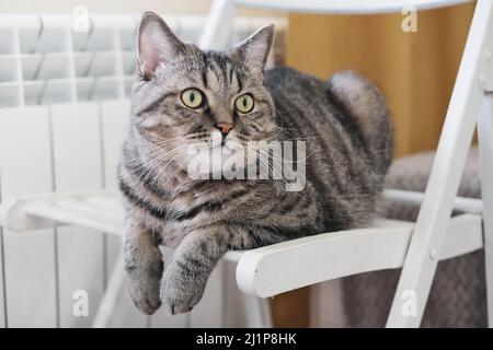 Tabby graue Katze liegt auf weißem Stuhl mit hängenden Pfoten. Nette Hauskatze im Haus. Stockfoto