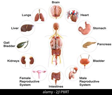 Anatomie der inneren Organe des menschlichen Körpers 3D Abbildung Stockfoto