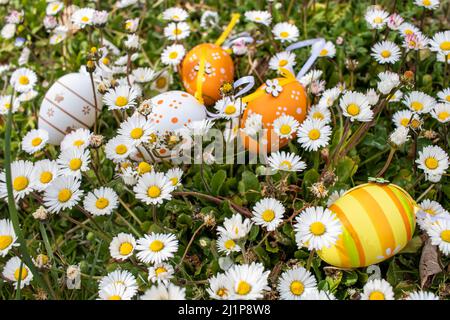 Frohe Ostern! Ostereier. Bunte Ostereier zwischen Gänseblümchen im Garten. Stockfoto