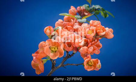 Ein Zweig aus japanischem Quince Bush (Beautiful Quince, Chaenomeles Japonica) blüht in rot-orangen Blumen auf blauem Hintergrund. Blühende Frühlingsblumen. N Stockfoto