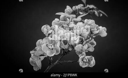 Ein Zweig aus japanischem Quince Bush (Beautiful Quince, Chaenomeles Japonica) blüht. Blühende Frühlingsblumen. Naturhintergrund mit Schwarz-Weiß-Editi Stockfoto