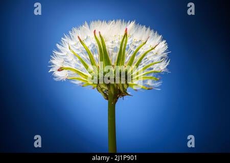 Blowball Blume aus nächster Nähe. Ein Dandelion mit weißen flauschigen Pappuskernen auf blauem Hintergrund. Stockfoto