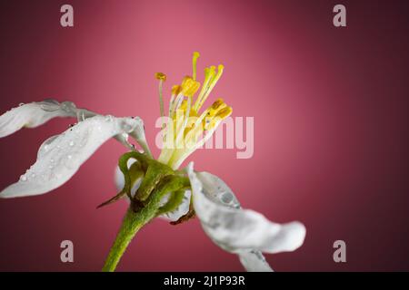 Blühende Apfelbaum Blume bedeckt mit Regentropfen auf einem roten Hintergrund Nahaufnahme. Blühende Obstbaumblume im Frühlingshintergrund mit Copy Space. Stockfoto