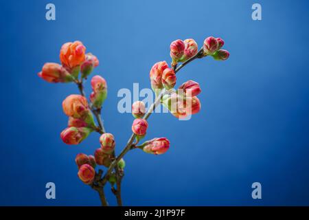 Ein Zweig aus japanischem Quince Bush (Beautiful Quince, Chaenomeles Japonica) blüht in rot-orangen Blumen auf blauem Hintergrund. Blühende Frühlingsblumen. Stockfoto