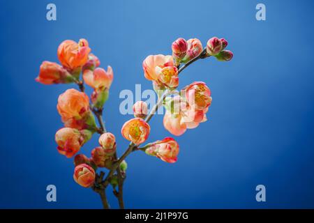 Ein Zweig aus japanischem Quince Bush (Beautiful Quince, Chaenomeles Japonica) blüht in rot-orangen Blumen auf blauem Hintergrund. Blühende Frühlingsblumen. Stockfoto