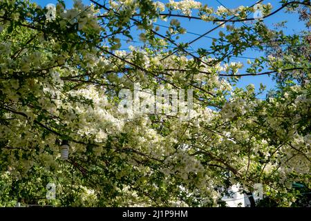 Bougainvillea spectabilis immergrün, weiß blühende Pflanze Hintergrund. Dornige, ornamentale wilde tropische Rebe, Busch, Baum mit grünem Blatt. Stockfoto