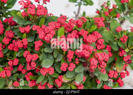 Der holzige saftige Strauch von Ephorbia Milii oder Christ Thorn mit leuchtend rosa Blüten. Blühende Flora, dornig grüne Pflanze mit giftigem sap Hintergrund. Stockfoto