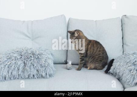Nahaufnahme der Katze, die mit Spielzeug auf einer Couch spielt Stockfoto