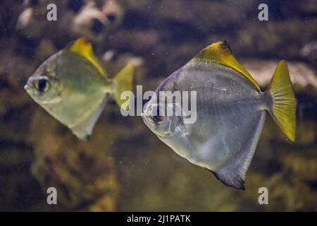 Monodactylus argenteus ist eine Fischart aus der Familie der Monodactylidae, den Moonyfischen. Zu den gebräuchlichen Namen gehören silberne Moonyfische oder Silbermoonie, Stockfoto