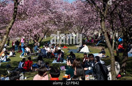 München, Deutschland. 27. März 2022. Zahlreiche Menschen genießen das schöne Wetter im Sonnenschein unter blühenden Zierkirschen im Olympiapark. Die japanische Tradition, Kirschbäume im Frühling in Blüte zu feiern (Hanami), wird auch in Deutschland immer beliebter. Quelle: Sven Hoppe/dpa/Alamy Live News Stockfoto