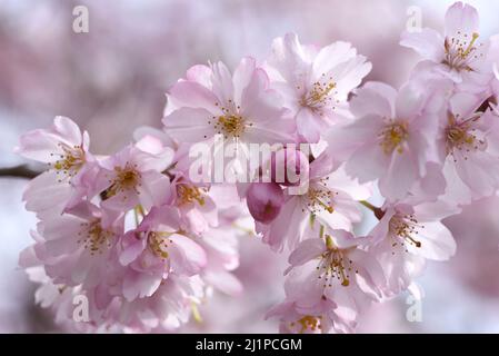 Ein sicheres Zeichen des Frühlings, rosa Kirschblüten auf einem Baum in einer Straße in Victoria, Britsih Columbia, Kanada auf Vancouver Island. Stockfoto