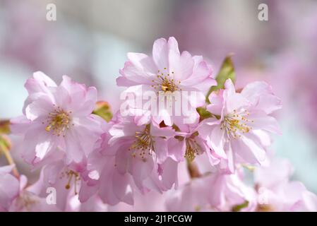 Ein sicheres Zeichen des Frühlings, rosa Kirschblüten auf einem Baum in einer Straße in Victoria, Britsih Columbia, Kanada auf Vancouver Island. Stockfoto